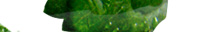 花門　life with Green&Flower
