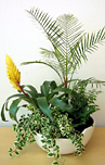 寄せ植え